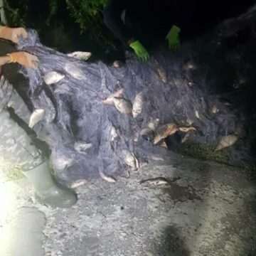 Furtul masiv de pești dintr-o fermă piscicolă din județul Mureș