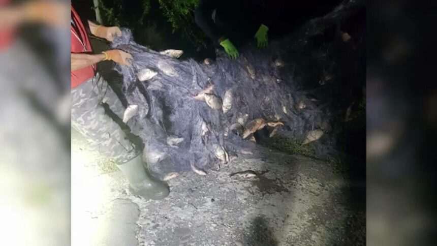 img-1408 Furtul masiv de pești dintr-o fermă piscicolă din județul Mureș