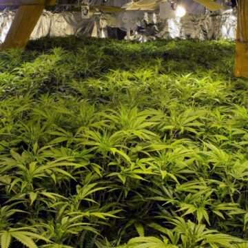 img-1423 Bărbat reținut pentru cultivarea de canabis în Călărași