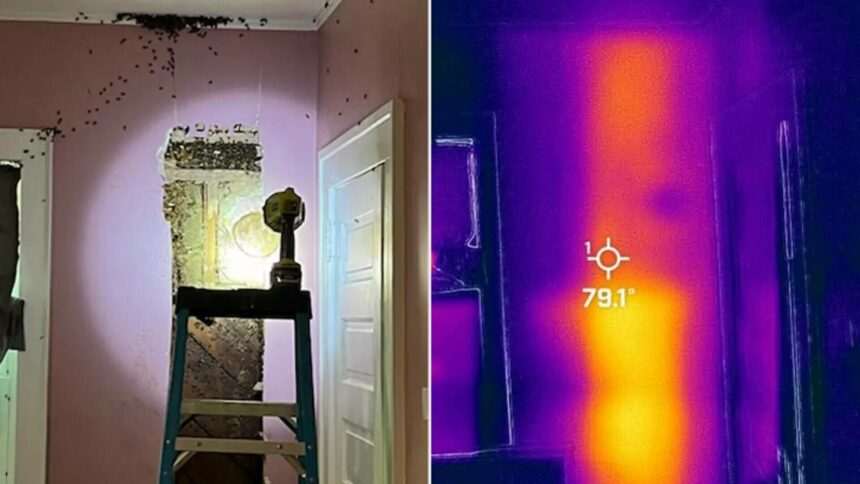 img-1481 Descoperirea șocantă a unei familii: un monstru în cameră s-a dovedit a fi un roi de albine