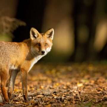 img-1493 Momentul în care un bărbat este mușcat de o vulpe chiar când îi spunea unui prieten că nu este periculoasă. VIDEO