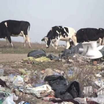img-152 Problema gunoaielor în natură: o amenințare pentru mediu și sănătatea publică