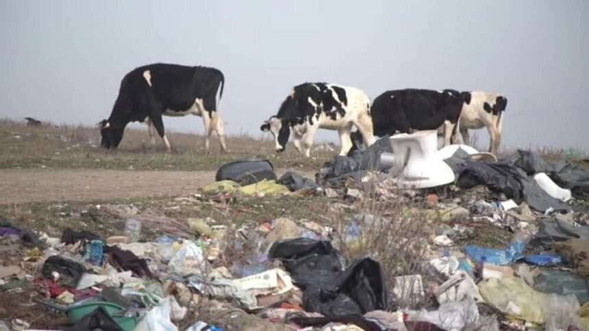 img-152 Problema gunoaielor în natură: o amenințare pentru mediu și sănătatea publică