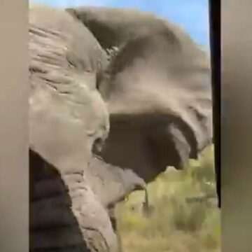 img-193 Incident tragic într-un safari din Africa