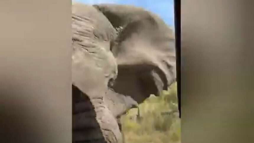 Incident tragic într-un safari din Africa