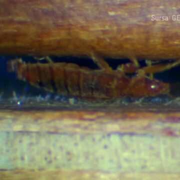 img-229 Verificările DSP Brașov în campusul Universității Transilvania