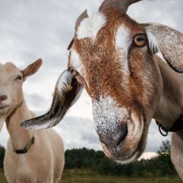 img-234 Insula Alicudi – locul unde caprele sunt mai numeroase decât oamenii