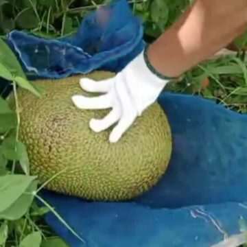 Românii, dornici de fructe exotice: Rambutan, Mangustan, Durian și altele