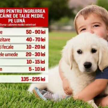 img-241 Responsabilitatea de a fi stăpân responsabil pentru animalele de companie