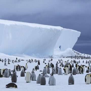 img-289 Investigarea morții a mii de pinguini din Antarctica din cauza gripei aviare