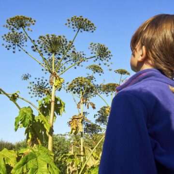 Rusia luptă cu o buruiană monstruoasă care poate ucide oamenii prin simpla atingere