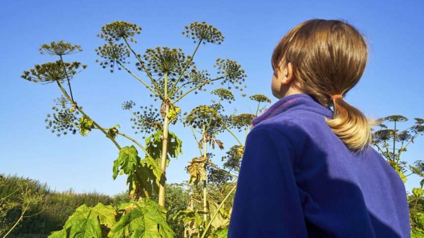 img-316 Rusia luptă cu o buruiană monstruoasă care poate ucide oamenii prin simpla atingere