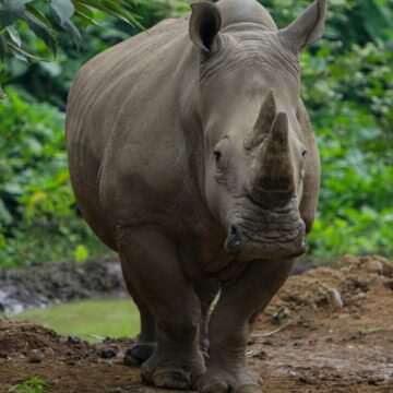 img-366 Rinocerul de Java – Speranțe pentru conservarea acestei specii rare