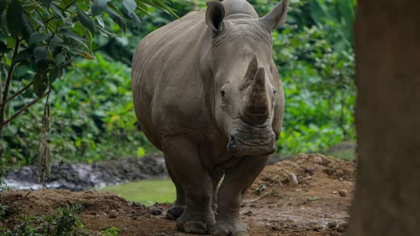 img-366 Rinocerul de Java – Speranțe pentru conservarea acestei specii rare