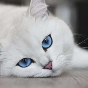 img-369 Pisicile de la palatul prezidențial din Mexic: statut special și îngrijiri pe viață