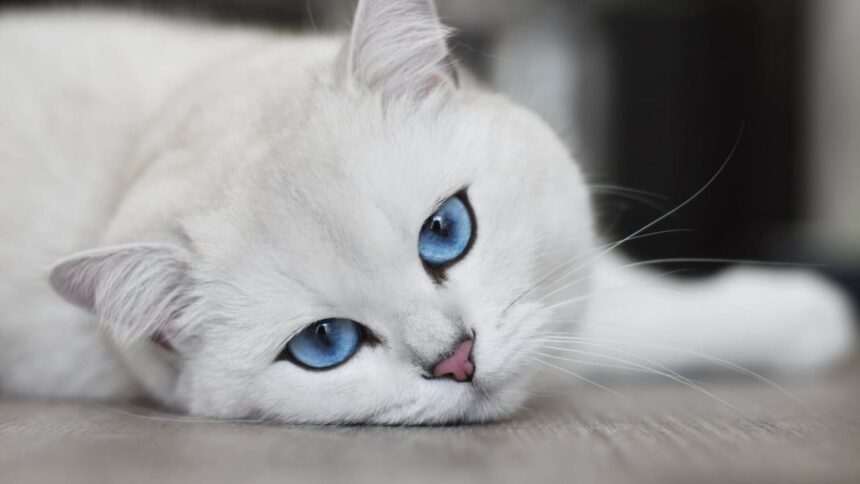 img-369 Pisicile de la palatul prezidențial din Mexic: statut special și îngrijiri pe viață