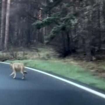 img-395 Biciclist urmărit de un lup, pe șoseaua care coboară din Poiana Brașov. Cum a scăpat nevătămat