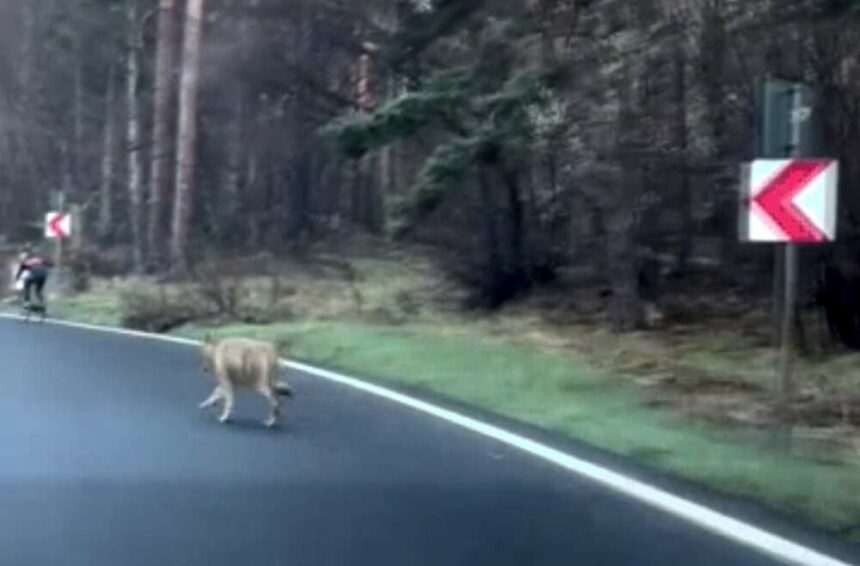 img-395 Biciclist urmărit de un lup, pe șoseaua care coboară din Poiana Brașov. Cum a scăpat nevătămat