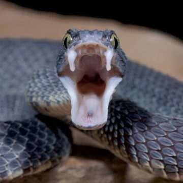 img-424 Avertisment privind apariția viperelelor în Munții Călimani