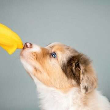 Plante toxice pentru animalele de companie in primavara