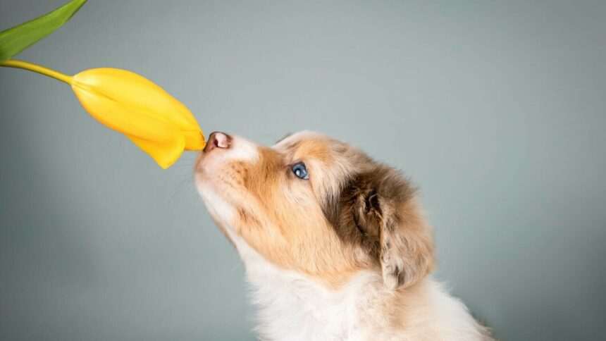 img-451 Plante toxice pentru animalele de companie in primavara