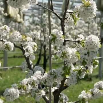 img-462 Impactul căldurii timpurii asupra recoltelor și a mediului înconjurător