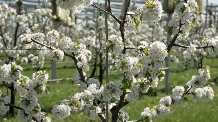 img-462 Impactul căldurii timpurii asupra recoltelor și a mediului înconjurător