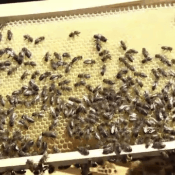 img-51 Avertismentul apicultorilor: Albinele ar putea muri din cauza temperaturilor prea ridicate