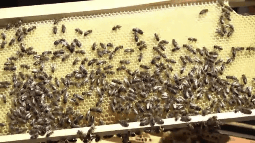 img-51 Avertismentul apicultorilor: Albinele ar putea muri din cauza temperaturilor prea ridicate