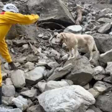 img-554 Cățelușul Roger, eroul care a cucerit inimile locuitorilor din Taiwan