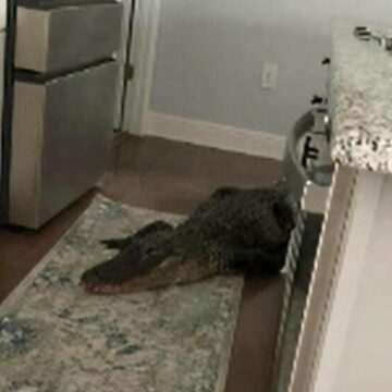 img-605 Pensionara din Florida si vizita surpriza a unui aligator