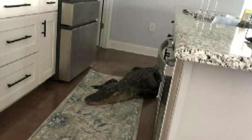 img-605 Pensionara din Florida si vizita surpriza a unui aligator