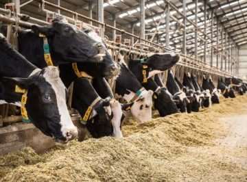 Ajutor de stat pentru fermierii din sectorul bovinelor de carne