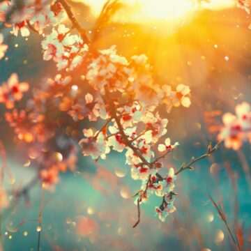 img-647 Prognoza meteo pentru minivacanța de 1 mai și de Paște