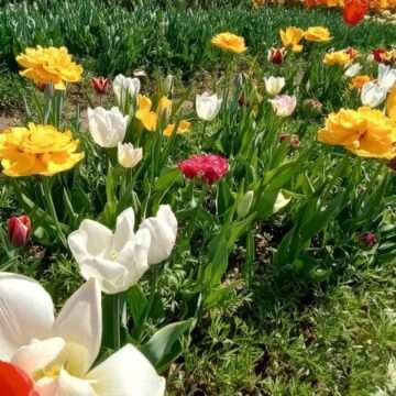 img-720 Câmpul de lalele din Dâmbovița – destinatia vedetelor de pe Instagram