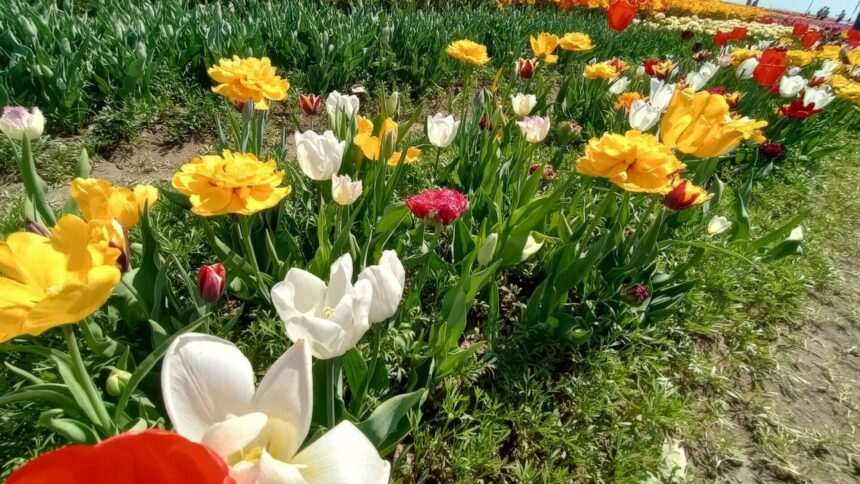img-720 Câmpul de lalele din Dâmbovița – destinatia vedetelor de pe Instagram