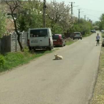 img-752 Fetiță de 7 ani din Buzău desfigurată de cinci câini