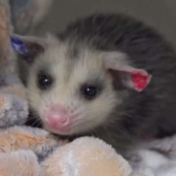 img-758 Șocul unei șoferițe care a zărit pe marginea drumului un pui de vidră