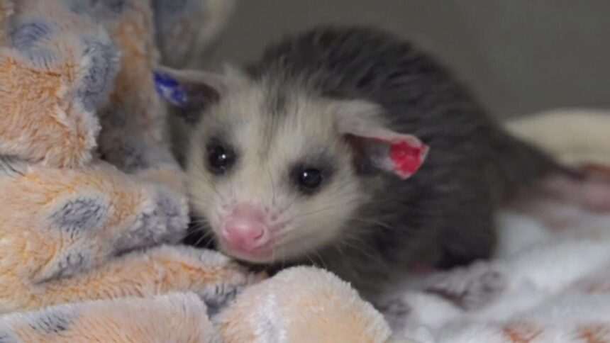 Șocul unei șoferițe care a zărit pe marginea drumului un pui de vidră