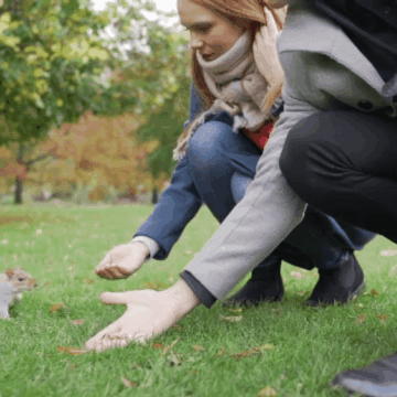 img-84 Descoperire încântătoare în Sibiu: Veverițele își fac simțită prezența în parcuri