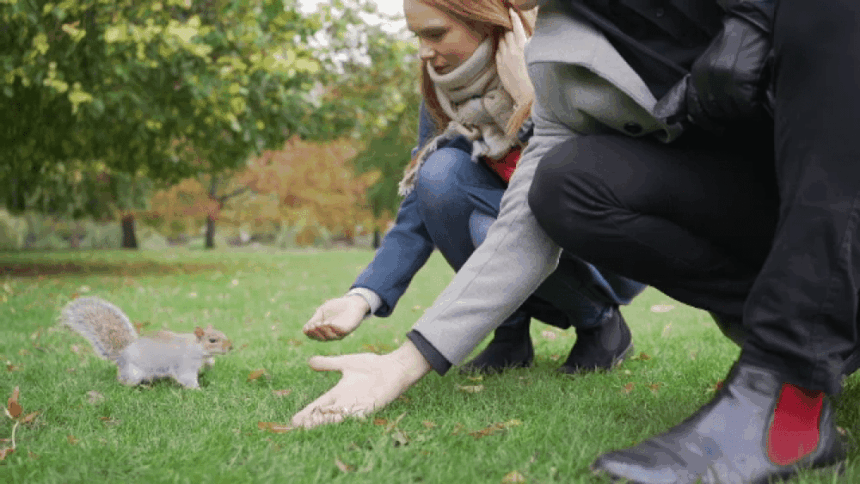 img-84 Descoperire încântătoare în Sibiu: Veverițele își fac simțită prezența în parcuri