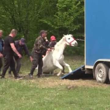 img-893 Iapa abandonată în Prahova – povestea unei lupte pentru supraviețuire