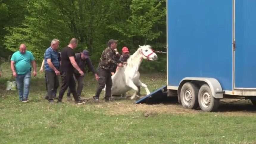 Iapa abandonată în Prahova – povestea unei lupte pentru supraviețuire