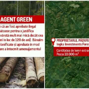 img-902 Scandalul IKEA – acuzații de tăiere ilegală a copacilor din pădurile din România