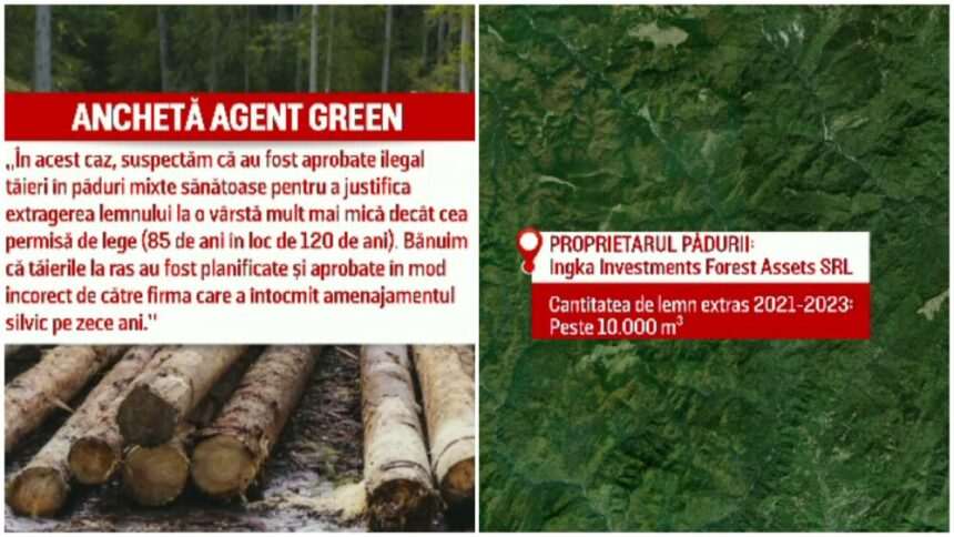 img-902 Scandalul IKEA – acuzații de tăiere ilegală a copacilor din pădurile din România