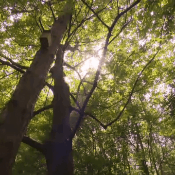 Cinci zone verzi din București ar putea fi incluse pe lista ariilor protejate. Sunt vitale pentru sănătatea noastră