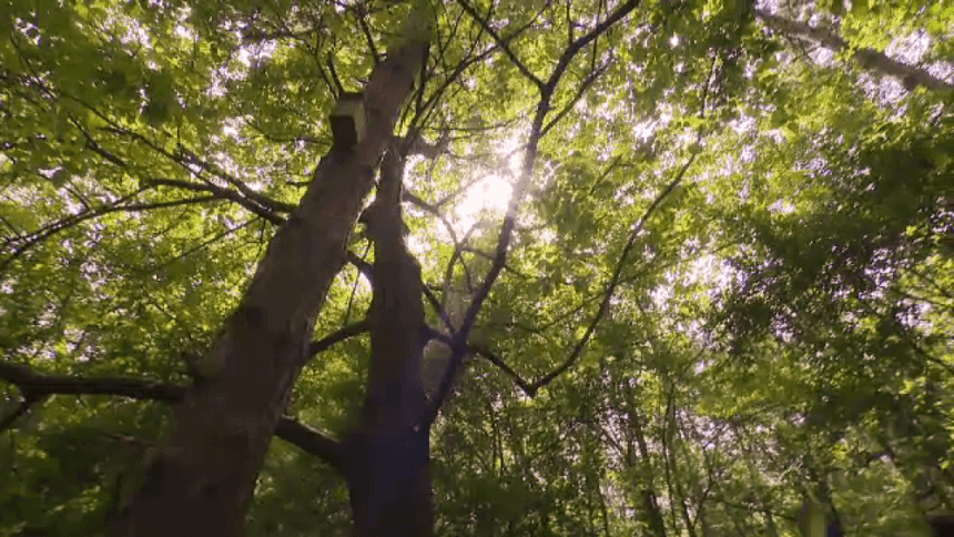 Cinci zone verzi din București ar putea fi incluse pe lista ariilor protejate. Sunt vitale pentru sănătatea noastră