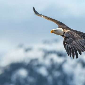 img-934 Experiență periculoasă pentru un parapantist atacat de un vultur în aer