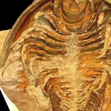 img-1039 Descoperirea remarcabilă a fosilelor trilobiților din Maroc