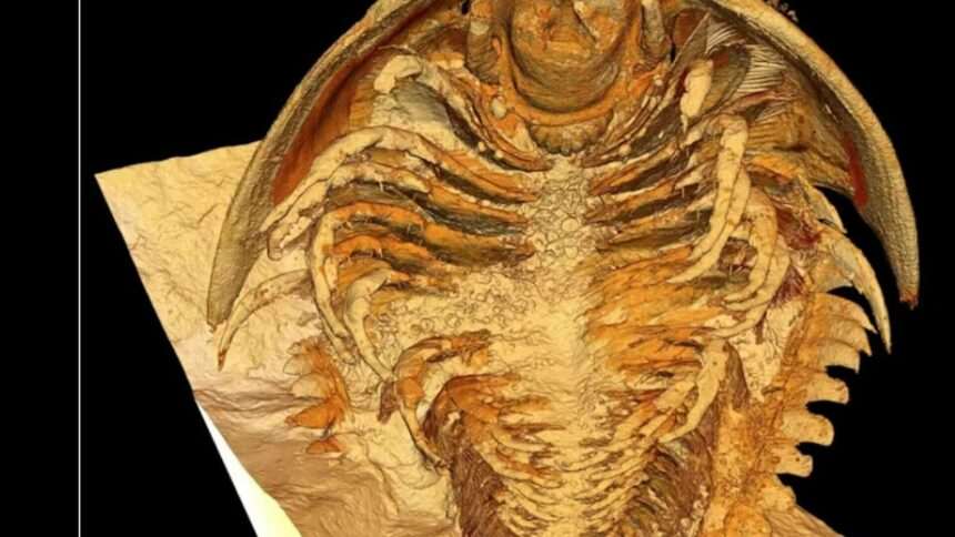 img-1039 Descoperirea remarcabilă a fosilelor trilobiților din Maroc